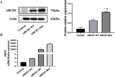 A case of adrenomyeloneuropathy caused by a novel point mutation in the ABCD1 gene and functional verification